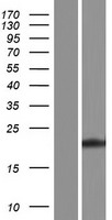 MOG1 / RANGRF Protein - Western validation with an anti-DDK antibody * L: Control HEK293 lysate R: Over-expression lysate