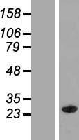 MOG1 / RANGRF Protein - Western validation with an anti-DDK antibody * L: Control HEK293 lysate R: Over-expression lysate