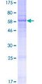 MOGAT1 / MGAT1 Protein - 12.5% SDS-PAGE of human MOGAT1 stained with Coomassie Blue