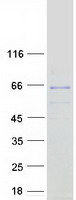 MON1B Protein - Purified recombinant protein MON1B was analyzed by SDS-PAGE gel and Coomassie Blue Staining