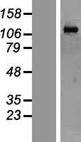 MORC2 Protein - Western validation with an anti-DDK antibody * L: Control HEK293 lysate R: Over-expression lysate