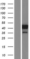MORF4L1 / MRG15 Protein - Western validation with an anti-DDK antibody * L: Control HEK293 lysate R: Over-expression lysate