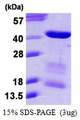 MORF4L1 / MRG15 Protein