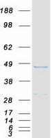 MORF4L1 / MRG15 Protein - Purified recombinant protein MORF4L1 was analyzed by SDS-PAGE gel and Coomassie Blue Staining