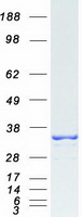 MORF4L2 / MRGX Protein - Purified recombinant protein MORF4L2 was analyzed by SDS-PAGE gel and Coomassie Blue Staining