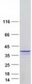 MORF4L2 / MRGX Protein - Purified recombinant protein MORF4L2 was analyzed by SDS-PAGE gel and Coomassie Blue Staining