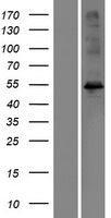 MORN1 Protein - Western validation with an anti-DDK antibody * L: Control HEK293 lysate R: Over-expression lysate