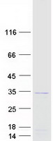 MORN3 Protein - Purified recombinant protein MORN3 was analyzed by SDS-PAGE gel and Coomassie Blue Staining