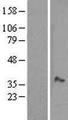 MOSC1 Protein - Western validation with an anti-DDK antibody * L: Control HEK293 lysate R: Over-expression lysate