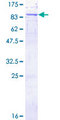 MOX / MOXD1 Protein - 12.5% SDS-PAGE of human MOXD1 stained with Coomassie Blue