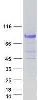 MPEG1 Protein - Purified recombinant protein MPEG1 was analyzed by SDS-PAGE gel and Coomassie Blue Staining