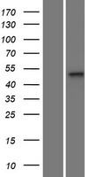 MPND Protein - Western validation with an anti-DDK antibody * L: Control HEK293 lysate R: Over-expression lysate
