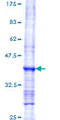 MPO / Myeloperoxidase Protein - 12.5% SDS-PAGE Stained with Coomassie Blue.