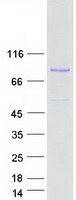 MPO / Myeloperoxidase Protein - Purified recombinant protein MPO was analyzed by SDS-PAGE gel and Coomassie Blue Staining