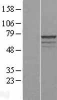 MPP3 Protein - Western validation with an anti-DDK antibody * L: Control HEK293 lysate R: Over-expression lysate