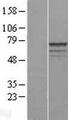 MPP3 Protein - Western validation with an anti-DDK antibody * L: Control HEK293 lysate R: Over-expression lysate