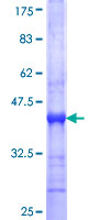 MPP4 / Discs Large Homolog 6 Protein - 12.5% SDS-PAGE Stained with Coomassie Blue.