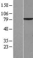 MPP5 Protein - Western validation with an anti-DDK antibody * L: Control HEK293 lysate R: Over-expression lysate