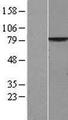 MPP5 Protein - Western validation with an anti-DDK antibody * L: Control HEK293 lysate R: Over-expression lysate
