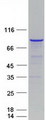 MPP5 Protein - Purified recombinant protein MPP5 was analyzed by SDS-PAGE gel and Coomassie Blue Staining