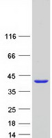 MPST Protein - Purified recombinant protein MPST was analyzed by SDS-PAGE gel and Coomassie Blue Staining