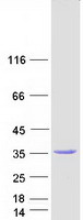 MPST Protein - Purified recombinant protein MPST was analyzed by SDS-PAGE gel and Coomassie Blue Staining