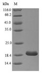 MPZ / P0 Protein - (Tris-Glycine gel) Discontinuous SDS-PAGE (reduced) with 5% enrichment gel and 15% separation gel.