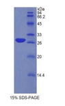 MPZ / P0 Protein - Recombinant Protein Zero, Myelin By SDS-PAGE