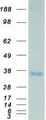MPZ / P0 Protein - Purified recombinant protein MPZ was analyzed by SDS-PAGE gel and Coomassie Blue Staining