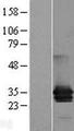 MPZL1 Protein - Western validation with an anti-DDK antibody * L: Control HEK293 lysate R: Over-expression lysate