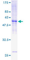 MPZL1 Protein - 12.5% SDS-PAGE of human MPZL1 stained with Coomassie Blue