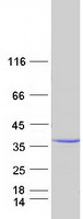 MPZL1 Protein - Purified recombinant protein MPZL1 was analyzed by SDS-PAGE gel and Coomassie Blue Staining