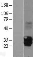 MPZL2 Protein - Western validation with an anti-DDK antibody * L: Control HEK293 lysate R: Over-expression lysate