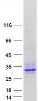 MPZL2 Protein - Purified recombinant protein MPZL2 was analyzed by SDS-PAGE gel and Coomassie Blue Staining