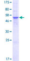 MPZL3 Protein - 12.5% SDS-PAGE of human MPZL3 stained with Coomassie Blue