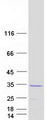 MRAS Protein - Purified recombinant protein MRAS was analyzed by SDS-PAGE gel and Coomassie Blue Staining