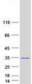 MRAS Protein - Purified recombinant protein MRAS was analyzed by SDS-PAGE gel and Coomassie Blue Staining