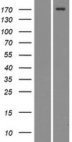 MRC2 / Endo180 Protein - Western validation with an anti-DDK antibody * L: Control HEK293 lysate R: Over-expression lysate