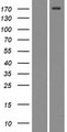 MRC2 / Endo180 Protein - Western validation with an anti-DDK antibody * L: Control HEK293 lysate R: Over-expression lysate