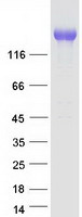 MRC2 / Endo180 Protein - Purified recombinant protein MRC2 was analyzed by SDS-PAGE gel and Coomassie Blue Staining