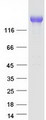 MRC2 / Endo180 Protein - Purified recombinant protein MRC2 was analyzed by SDS-PAGE gel and Coomassie Blue Staining