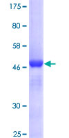 MRE11A / MRE11 Protein - 12.5% SDS-PAGE of human MRE11A stained with Coomassie Blue
