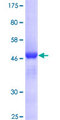 MRE11A / MRE11 Protein - 12.5% SDS-PAGE of human MRE11A stained with Coomassie Blue