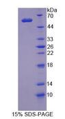 MRE11A / MRE11 Protein - Recombinant  Meiotic Recombination 11 Homolog A By SDS-PAGE