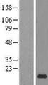 MRFAP1 / PGR1 Protein - Western validation with an anti-DDK antibody * L: Control HEK293 lysate R: Over-expression lysate