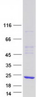 MRFAP1 / PGR1 Protein - Purified recombinant protein MRFAP1 was analyzed by SDS-PAGE gel and Coomassie Blue Staining