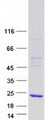 MRFAP1 / PGR1 Protein - Purified recombinant protein MRFAP1 was analyzed by SDS-PAGE gel and Coomassie Blue Staining