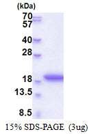 MRFAP1L1 Protein