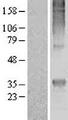 MRGPRE / MRGE Protein - Western validation with an anti-DDK antibody * L: Control HEK293 lysate R: Over-expression lysate