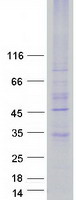 MRGPRE / MRGE Protein - Purified recombinant protein MRGPRE was analyzed by SDS-PAGE gel and Coomassie Blue Staining
